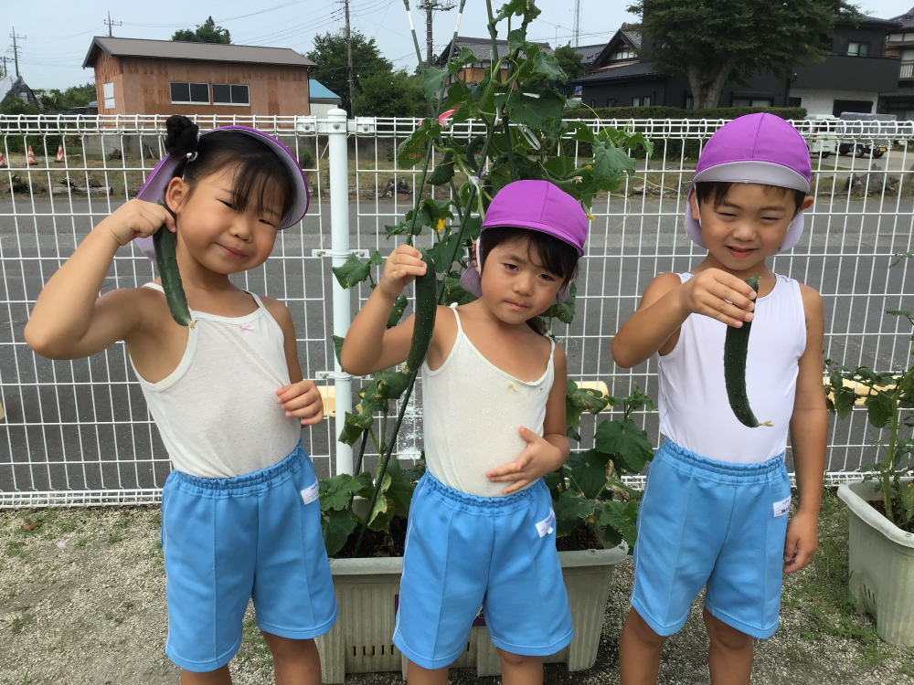 夏野菜の収穫☀