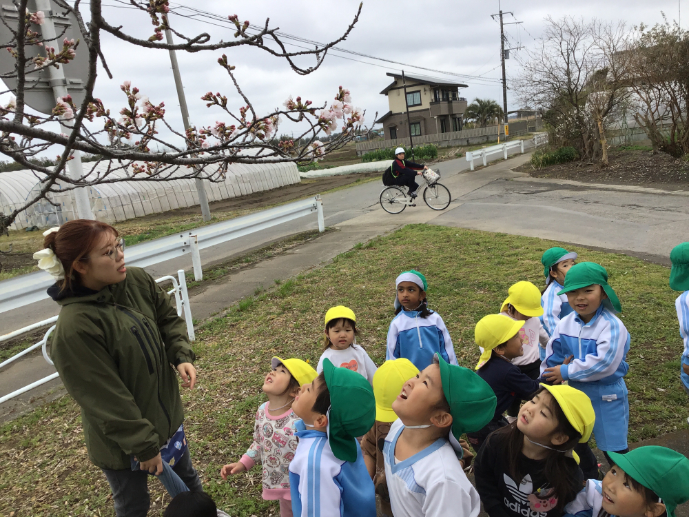 さくらを見に行ったよ！