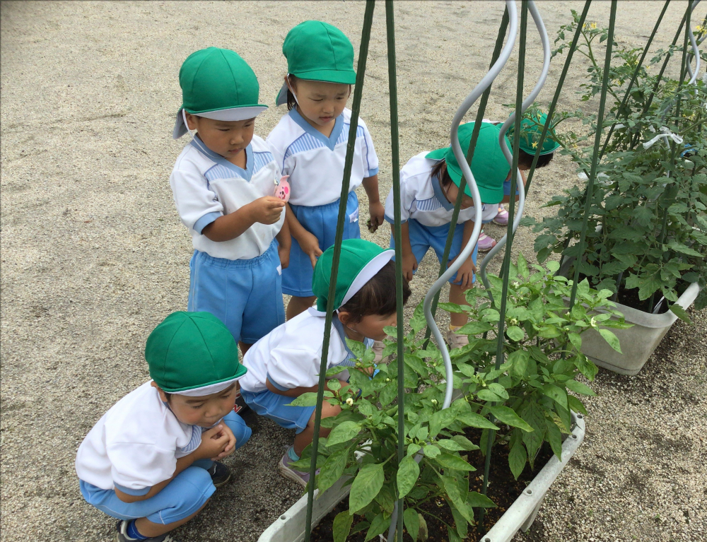 夏野菜の収穫☆彡