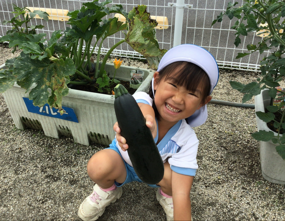 夏野菜の収穫☆彡